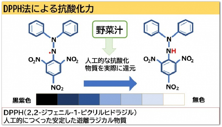 DPPH法による抗酸化力