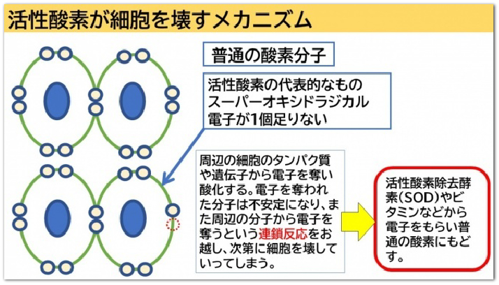 活性酸素が細胞を壊すメカニズム