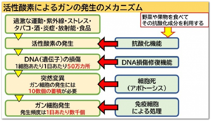 活性酸素によるガンの発生のメカニズム